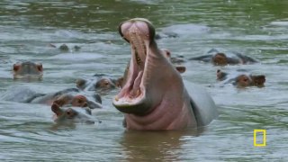 A school of hippos gives an aggressive warning sign ｜ Primal Survivor： Extreme African Safari