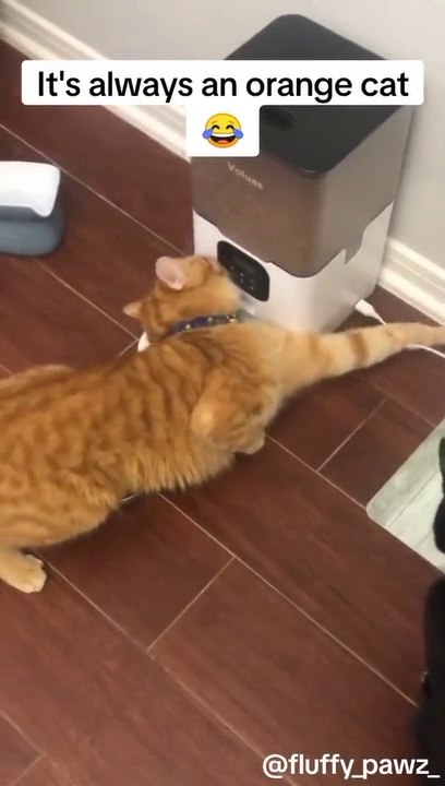 Orange cat trying to steal some food