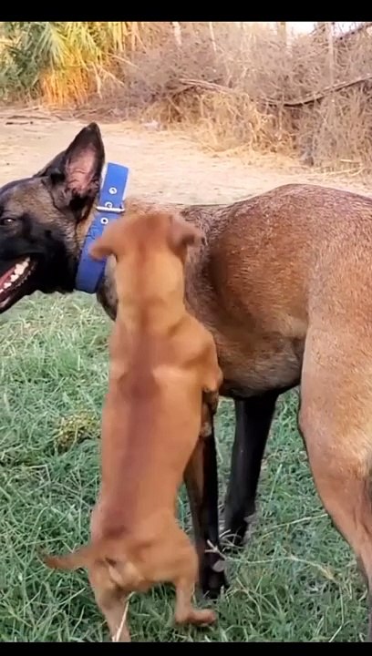 Dogs