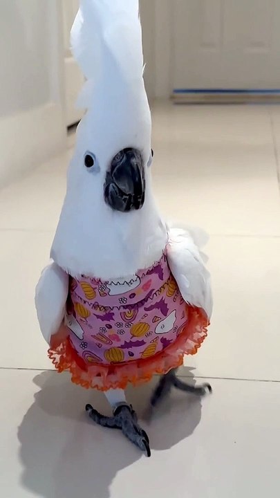Cockatoo Catwalk Show