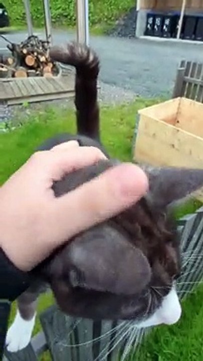 Cat Defies Gravity For Scritches