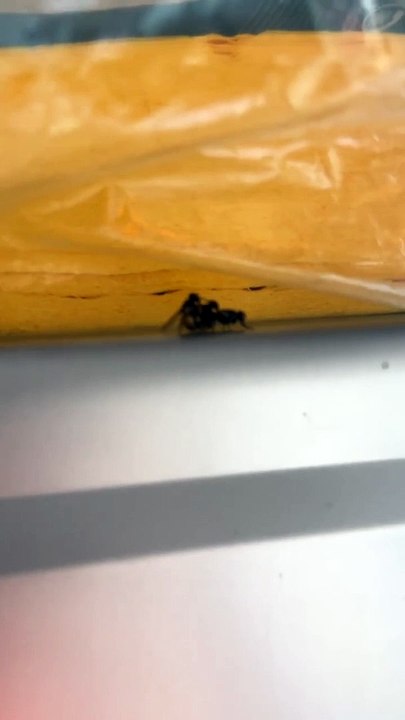 These Three Flies are Very Close