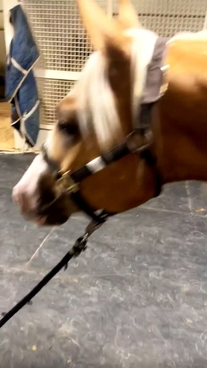 Corgi Puppy Walks Horse On Lead