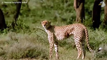 Injured Cheetah When Choosing Wrong Opponent, Can It Survive - Wild Animals