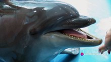 Playful Dolphin Encounters