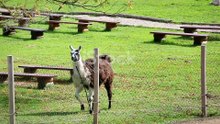 Llama Drama: Quirky South American Friends