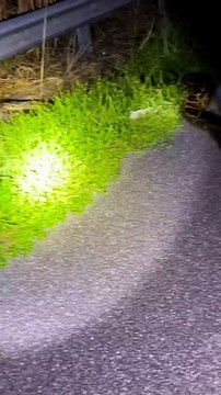 Python hunters wrestle 19-foot-long record-breaking snake #Shorts