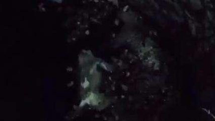 बैतूल: तेंदुए और बन्दर का कुए मिला शव, वन विभाग जुटा जांच में