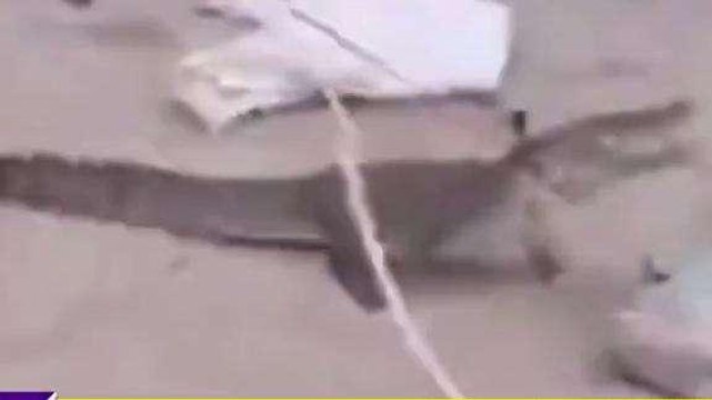 पाली: बस्ती से आया मगरमच्छ, सड़क पर बैठा देख ग्रामीण घबराए, रेस्क्यू कर तालाब में छोड़ा