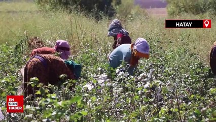 Hatay'da depremzede tarım işçilerinin zorlu pamuk mesaisi