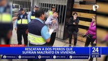 Miraflores: rescatan a dos cachorros que eran maltratados en vivienda