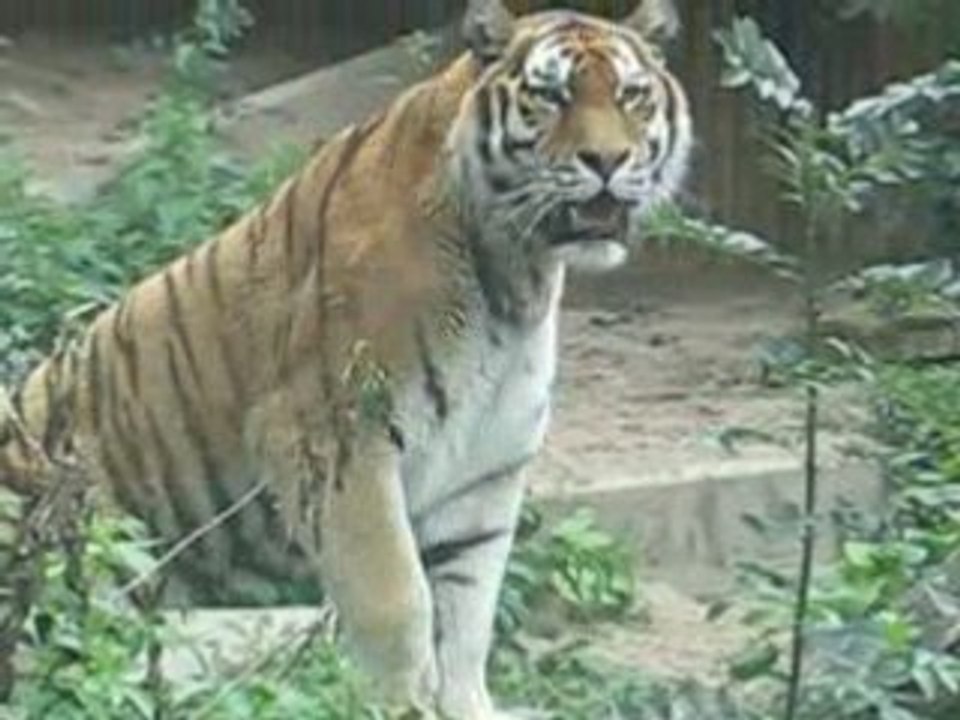 tigre zoo d'anvers