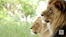 Lions_ The Untamed Royalty of the Savannah _ Wildlife Documentary
