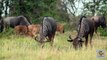 The Serengeti Migration_ The Great Migration Of Wildebeest _ A Story of Life, Death, and Renewal