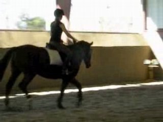 Aura : Trot & Échauffement Avant Sauts 🐎