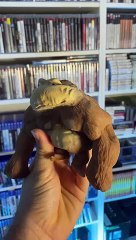 Quand tu trouves un jouet rigolo …