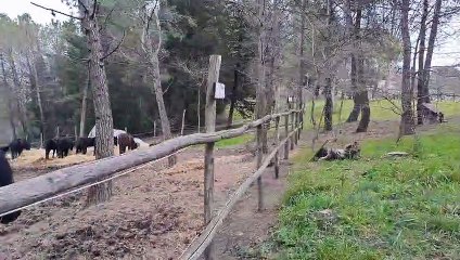 Cavalli Monterufolini - Pomarance