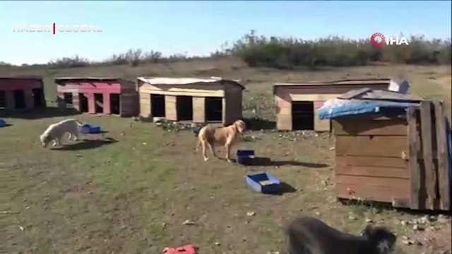 Sakarya Karasu'da belediye ekipleri, Daha sonra alacağız diyerek 80 köpeği boş araziye bıraktı