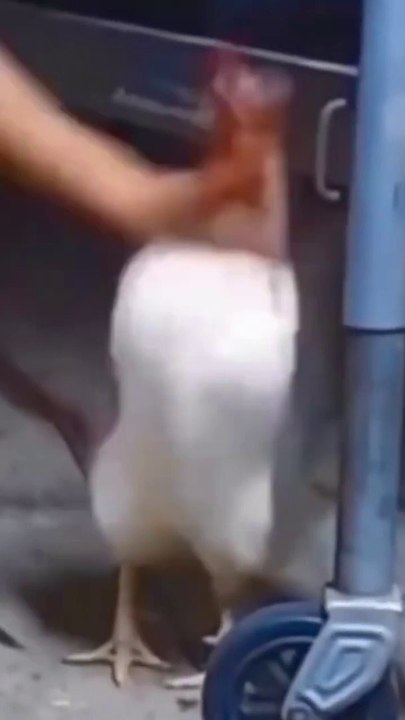 الجار الغليظ  ام سيف