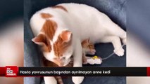 Hasta yavrusunun başından ayrılmayan anne kedi