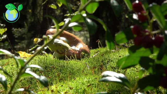 - Understanding Fungal Infections Causes, Symptoms, Diagnosis, Treatment, and Prevention