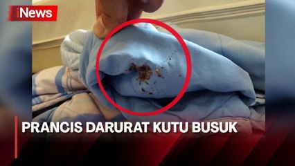 Kutu Busuk Mewabah di Prancis Jelang Olimpiade