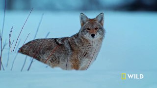 The otters and coyotes of Snake River ｜ Grand Teton ｜ America's National Parks