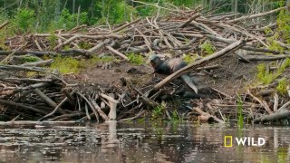 Beaver dad confronts a male otter ｜ Voyageurs ｜ America's National Parks