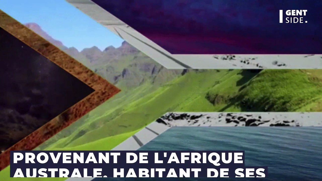 Les particularités étonnantes du Springbok, l'emblème du XV de l'Afrique du Sud au rugby