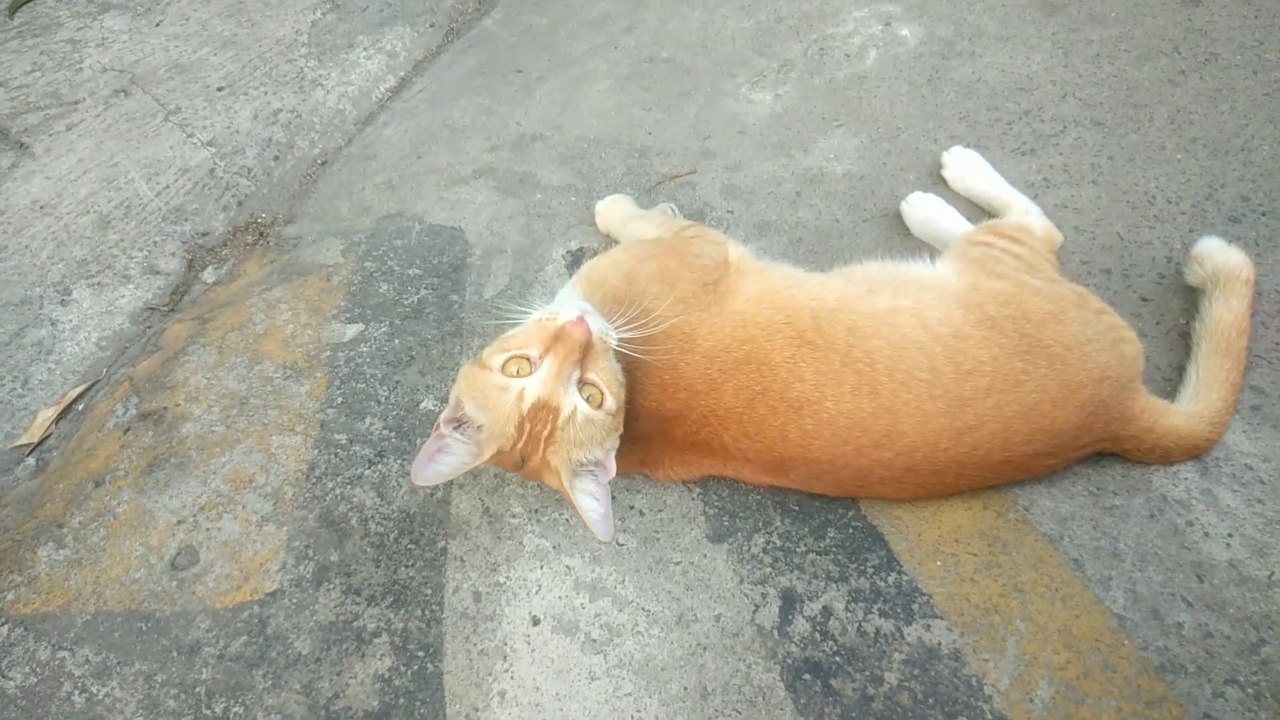 THE BEHAVIOR OF AN ORANGE CAT