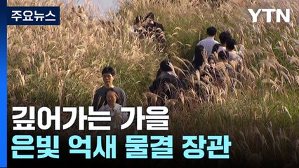 깊어가는 가을...은빛 억새 물결 장관 / YTN