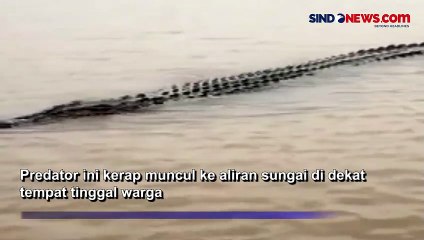 Warga Resah Akibat Kemunculan Buaya Berukuran Besar di Sungai Gasing Sumsel