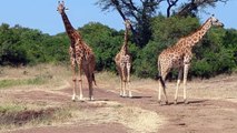 Giraffes Relaxing In Nairobi National Park. Nairobi, Kenya 2023