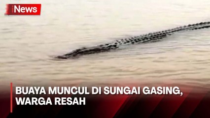 Buaya Berukuran Besar Muncul di Sungai Gasing, Lokasinya Tak Jauh dari Permukiman Warga