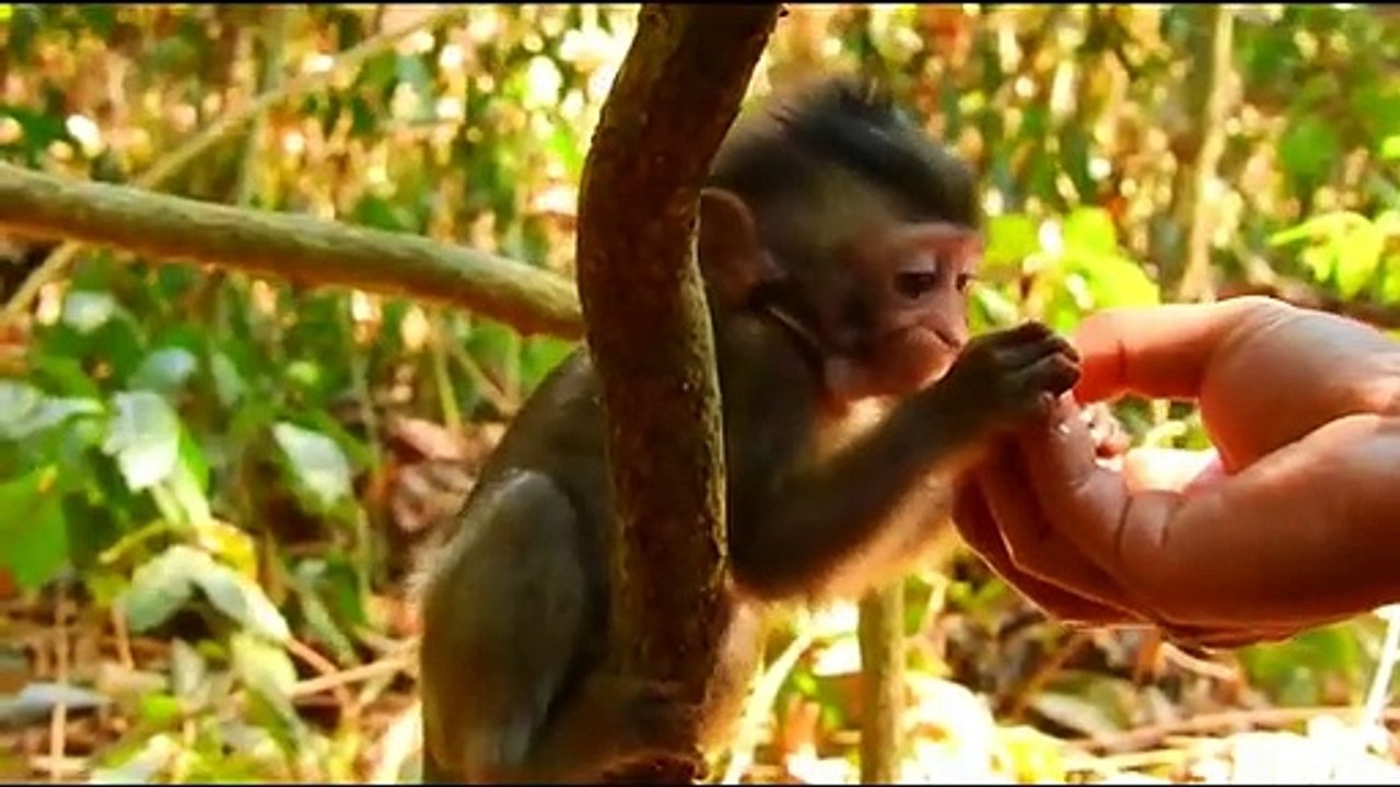 Monkey baby Alba and monkey Anna.... P65