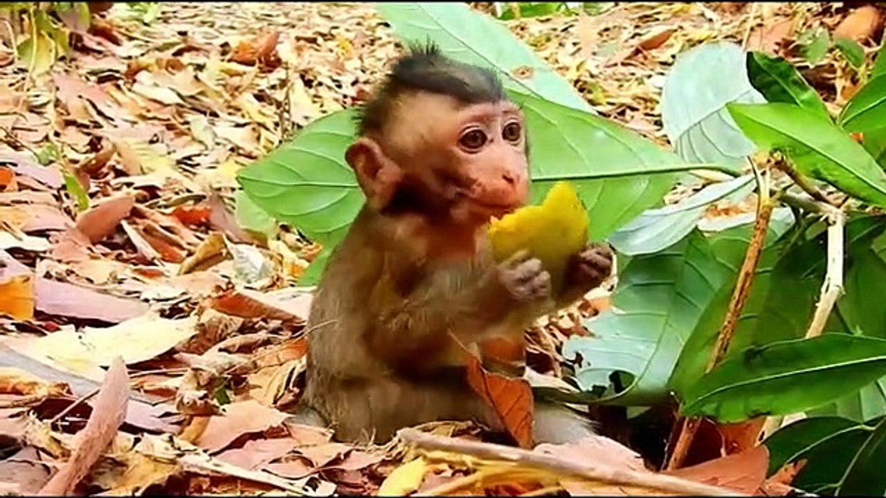 Monkey baby Alba and monkey Anna.... P64