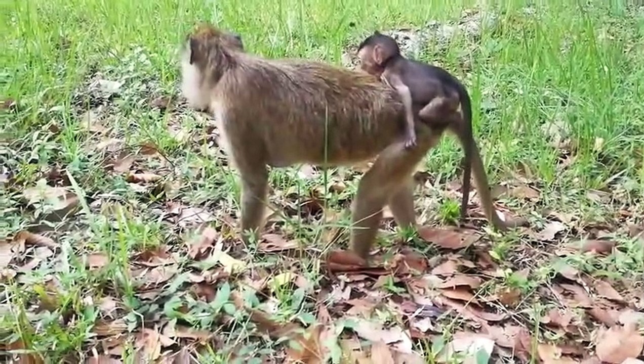 Monkey -Baby Jessie -Lori