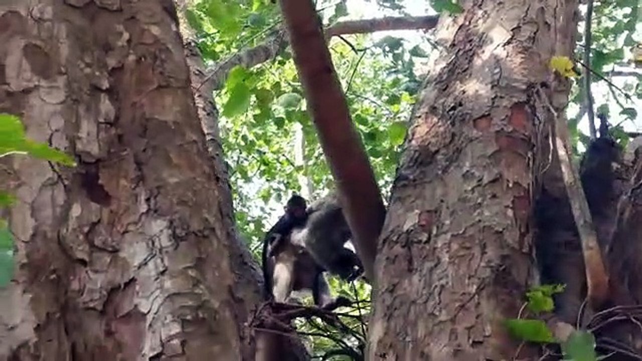 Monkey -Baby Jessie and baby Lori