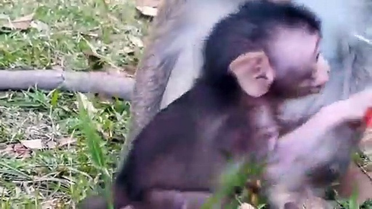 Monkey Baby Jessie -Sweatie