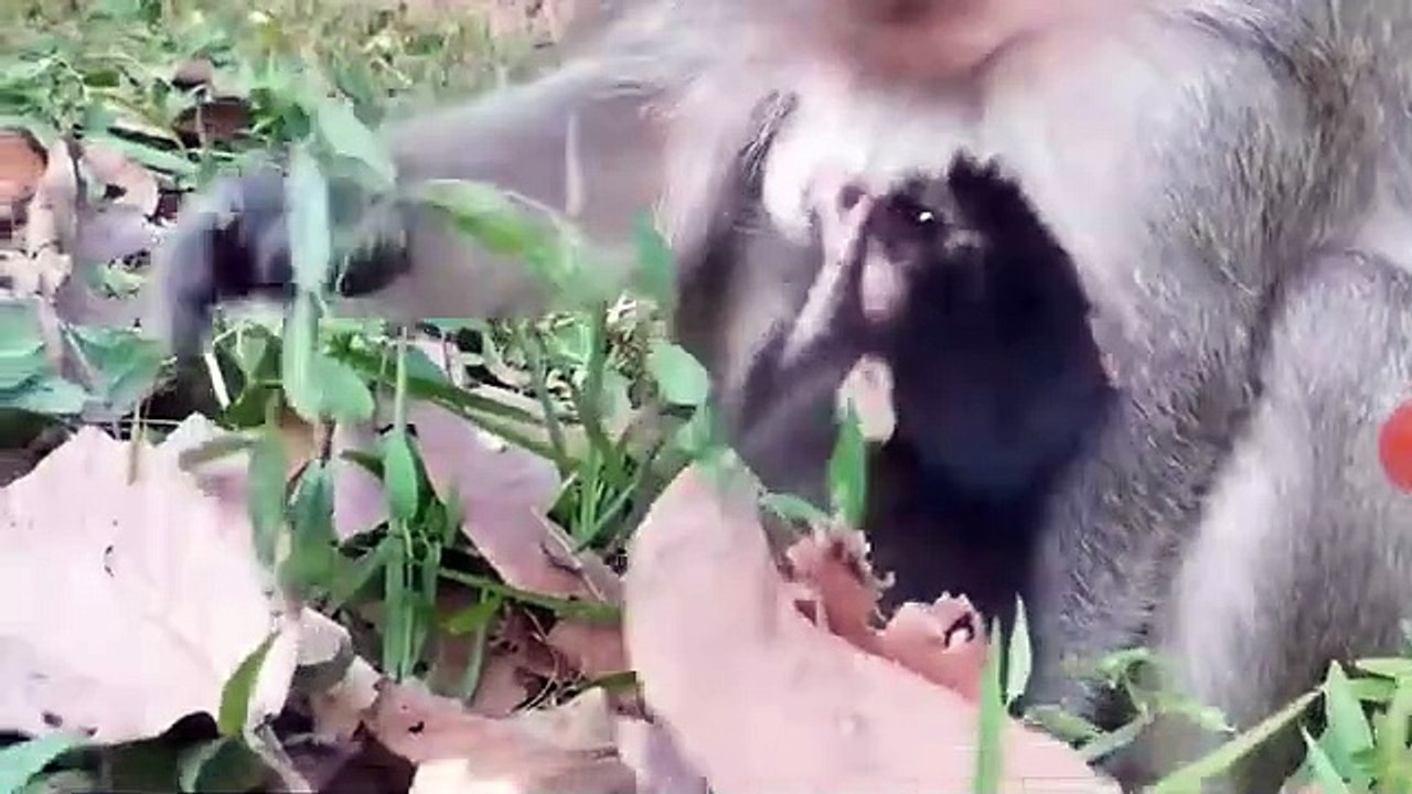 Monkey -Baby Jessie  & Sweatie