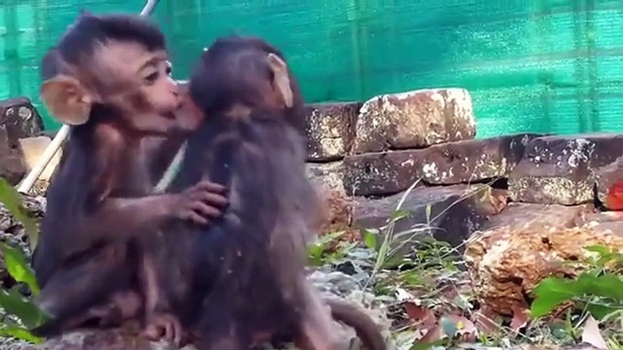 Monkey -Baby Jessie & Lori