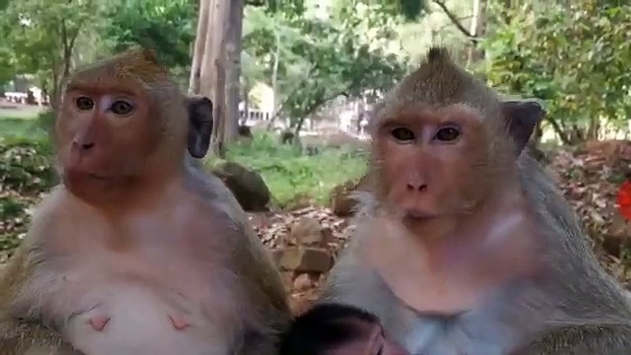 Monkey -Baby Jessie -Sweatie