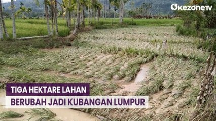 Tiga Hektare Lahan Berubah jadi Kubangan Lumpur Akibat Luapan Sungai di Pasaman Sumatra Barat