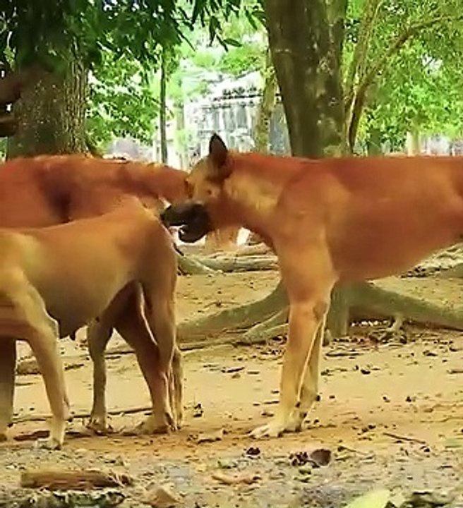 Animal sex animal husbandry