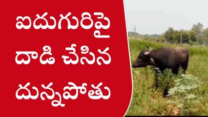 శ్రీ సత్యసాయి జిల్లా: దున్నపోతు హల్చల్.. ఐదుగురిపై దాడి