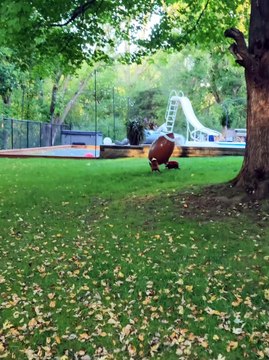 Kickoff Time With Boston Terriers