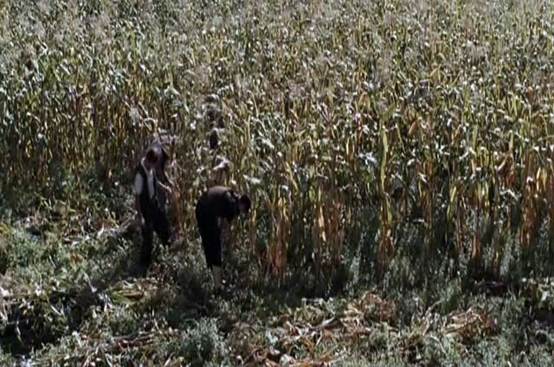 Der Albaner - Shqiptari