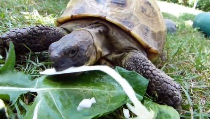 Reptiles in Stunning 4K 60 FPS