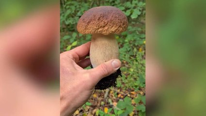 Tải video: ‘Urban forager’ only spends £5 a week on groceries by eating mushrooms and plants found in Brighton city parks