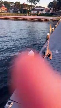 Great Blue Heron Wants to Square Up